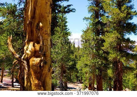Lodgepole Pine Trees At An Alpine Coniferous Forest Which Thrives In The Higher Altitudes Of The Sie