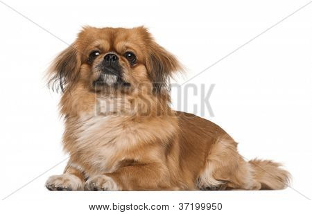 Пекинес, 18 месяцев, лежащий на белом фоне