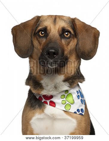 Hund, iført cross race med en beagle, 2 år gammel, Halstørklæde på hvid baggrund