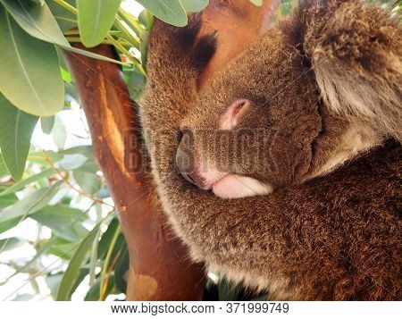 Koala Sleep On A Tree At Lake Park, Australia.
