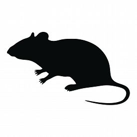 Rat Images, Illustrations & Vectors (Free) - Bigstock