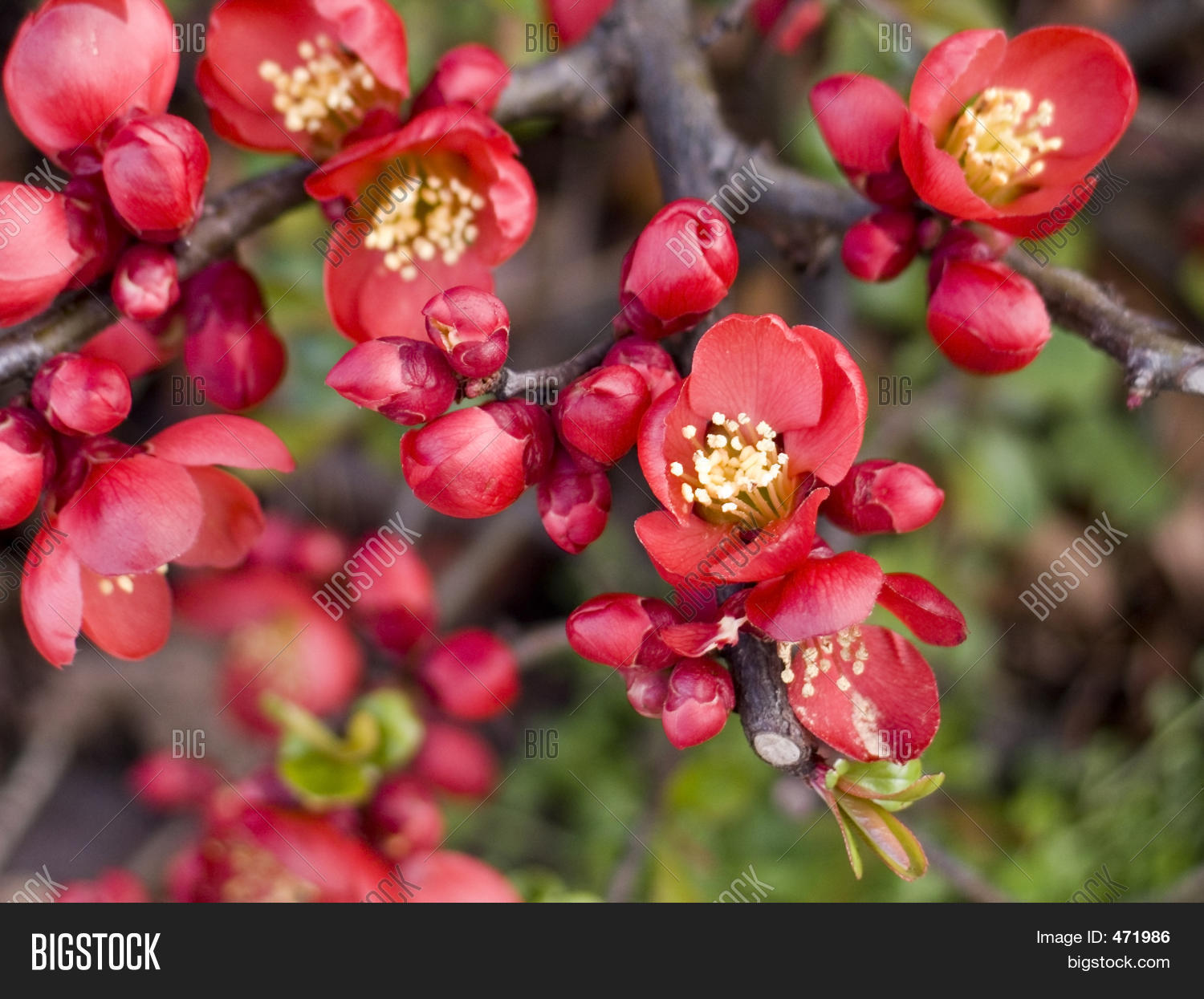 Red Flowering Bush Image & Photo (Free Trial) Bigstock