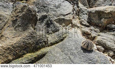The Seabed At Low Tide. On The Weathered Exposed Rocks, Mespilia Globulus, A Spherical Sea Urchin Wi