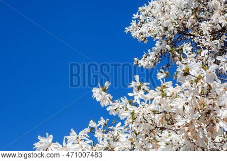 White Magnolia And Blue Sky In Spring. Floral Background. Flowering Trees. Nature. Copy Space. Yulan