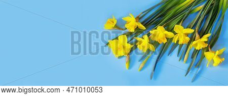 Set Of Beautiful Yellow Daffodils Lie On Blue Background. Flat Lay Top View With Copy Space For  You