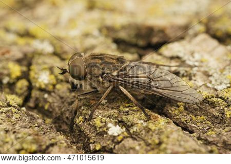 Natural Closeup On A Grey Colored Horse Or Cleg Fly, Tabanus Autumnalis Sitting On Wood