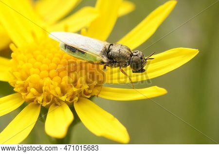 Natural Closeup On The Common Green Colonel, Oplodontha Viridula, Sitting On A Yellow Flower