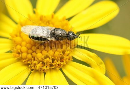 Natural Closeup On The Common Green Colonel, Oplodontha Viridula, Sitting On A Yellow Flower