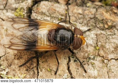 Natural Closeup On The White-banded Drone Fly, Volucella Pellucens, Sitting On Wood
