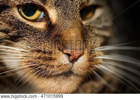 Portrait Of A Tabby Cat, Close-up. Selective Focus. Portrait Of A House Cat, A Cat With Reddish-brow
