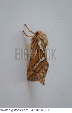 Side View Of A Small Hop Rootworm On A Wall.