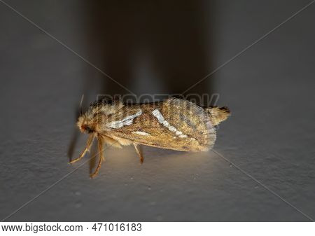 Side View Of A Small Hop Rootworm On A Wall.
