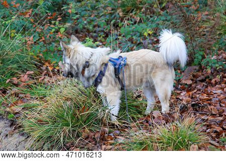 A Dog With Bushy Tail In The Forest.