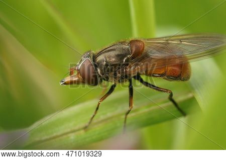 Detailed Closeup On A Red Common Snoutfly, Rhingia Campestris Sitting On A Green Common Ivy Leaf In 