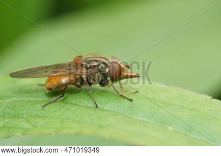 Detailed Closeup On A Red Common Snoutfly, Rhingia Campestris Sitting On A Green Common Ivy Leaf In 