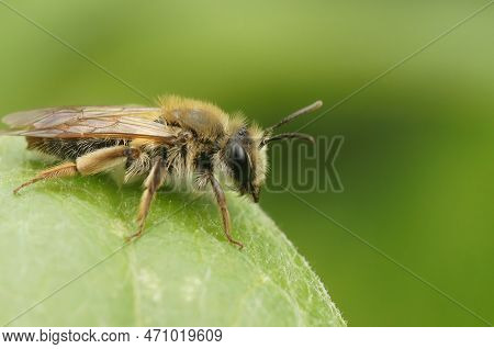 Natural Closeup On A Female Melow Miner, Andrena Mitis, Sitting On A Leaf