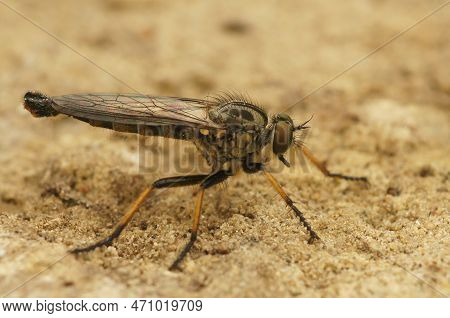 Detailed Closeup On A Predator Common Awl Robberfly Neoitamus Cyanurus Sitting On A Stone