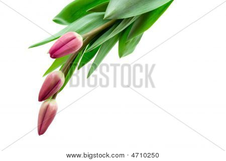 Tulppaanit