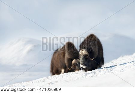 Musk Oxen In Dovrefjell Mountains In Winter, Norway.