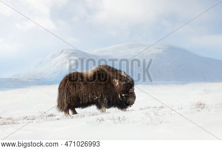 Close Up Of A Male Musk Ox In Dovrefjell Mountains In Winter, Norway.