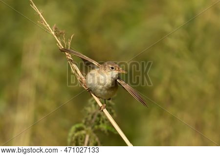 Close Up Of Reed Warbler Perched On A Small Twig, Uk.