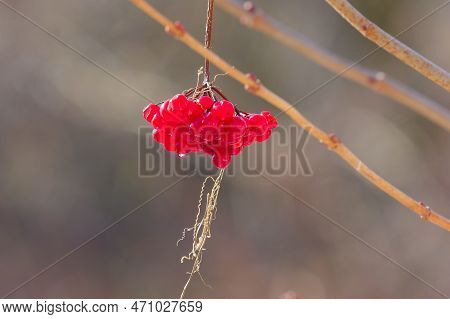 Red Ripe Viburnum Berries -kalina (viburnum Opulus) Knowns As Other Common Names Include Water Elder