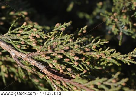 Pfitzer Juniper Bush Branch With Buds Detail