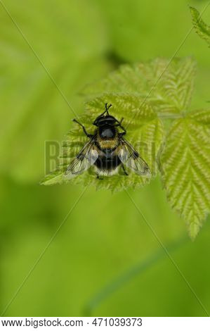 Natural Vertical Closeup On A Bumblee Mimicking Plumehorn Hoverfly, Volucella Plumifrons Sitting On 