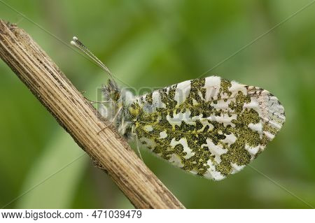 Natural Closeup On A European Orange Tip Butterfly, Anthocharis Cardamines With Closed Colorful Marb