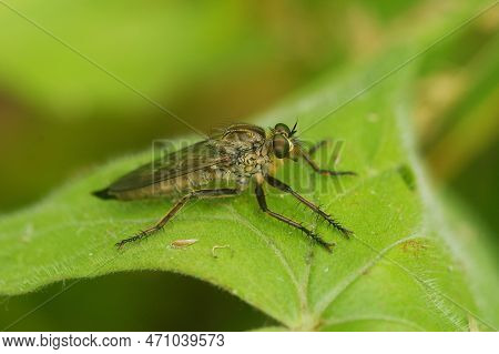 Natural Closeup On A Hairy Golden-tabbed Robberfly, Eutolmus Rufibarbis Sitting On A Green Leaf