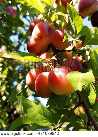 Cherry Plum On A Branch. Large Fruits Of Cherry Plum On A Tree Close-up.