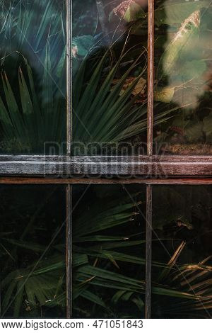 A Image Of Palm Tree In A Greenhouse.