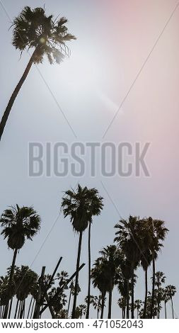 Summer Background, Palm Trees In The Summer