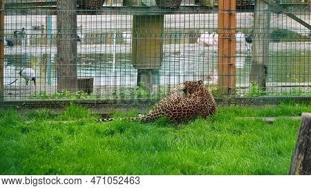 Far Eastern Leopard And Its Life In The Zoo, The Zoo Of Ukraine, An Endangered Species Of Predators.