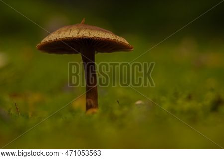 Close Up Of Mushroom Growing On Field