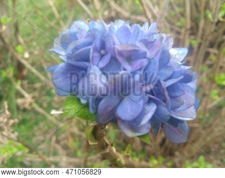 Blue Hortensia After Summer Rain In Curitiba