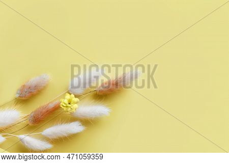 Nice Lagurus On Yellow Light Spring Background With Hearts
