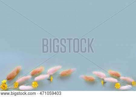 Spring Flower. Nice Lagurus On Blue Background.