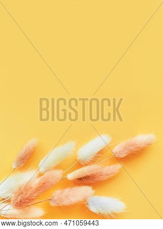 Nice Lagurus On Yellow Light Spring Background.