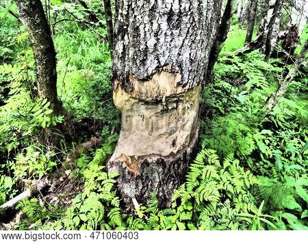 A Tree Gnawed By A Beaver. Damaged Bark And Wood. The Work Of A Beaver For The Construction Of A Dam