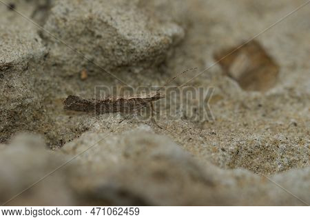 Detailed Closeup On The Small Diamond-back Micro Moth, Plutella Xylostella, Sitting On A Stone