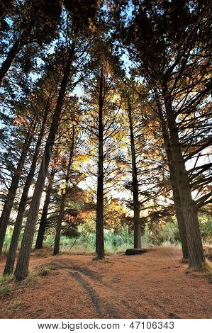 Kiefernwald im Herbst