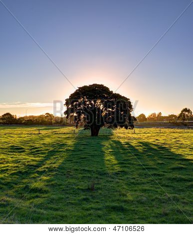 Lone Tree am Abend