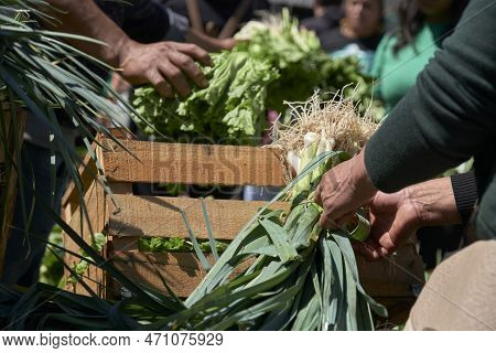 Unrecognizable People Arranging And Holding Bunches Of Fresh Agroecological Organic Vegetables From 