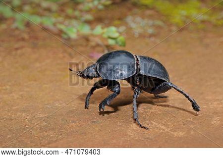 A Rare Flightless Dung Beetle (circellium Bacchus), Addo Elephant National Park, South Africa