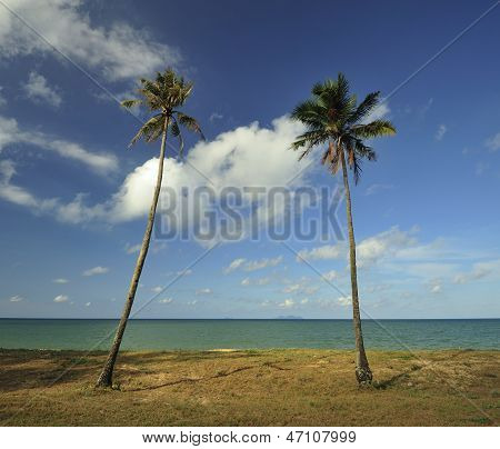 Zwei Kokospalmen neben Strand