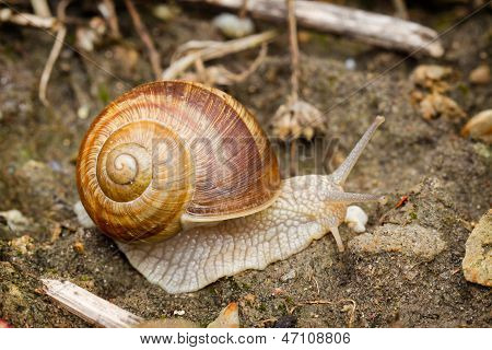 Snail