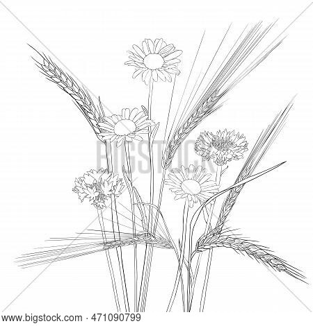 Vector Drawing Rye Grass Plants, Cornflowers And Daisies, Line Drawing Floral Elements, Hand Drawn I