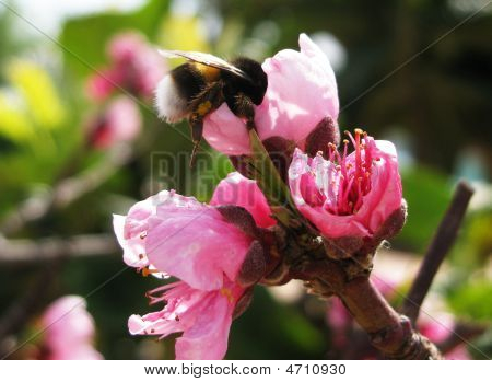 Bumble Bee