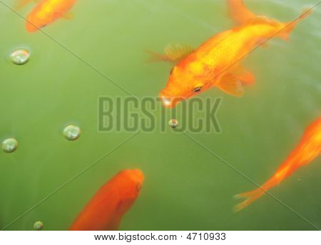 Poissons bulles
